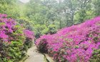 今夜鎮(zhèn)江，杜鵑紅盛開，信念待顯價值！