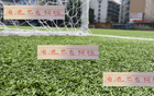 收手阿祖，亞歷斯祖海港能否成陳晉一？